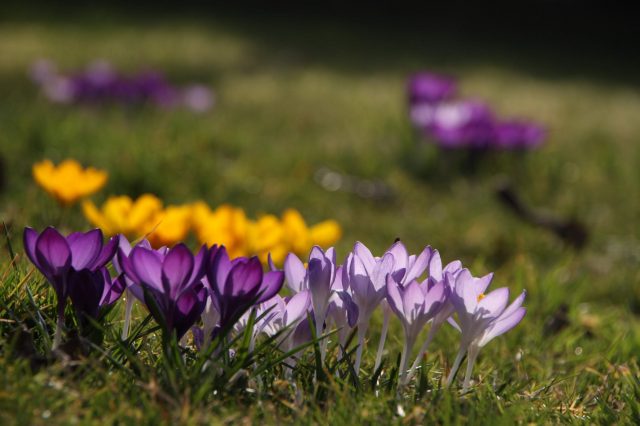 Frühlingserwachen